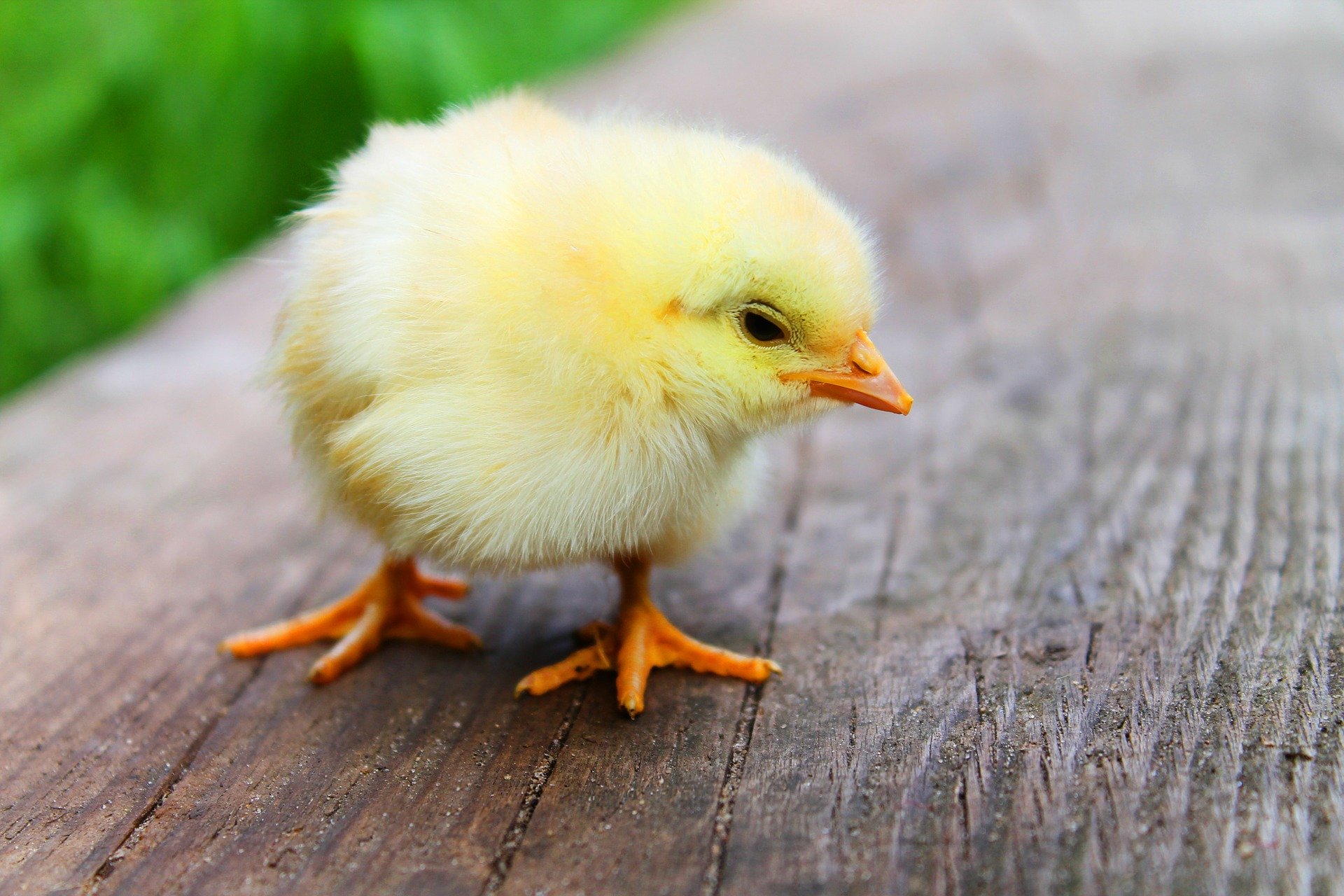 Sorpresa di Pasqua per i bimbi