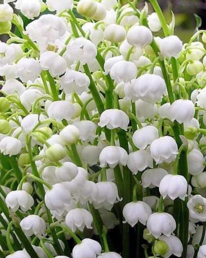 Buona Pasqua!
