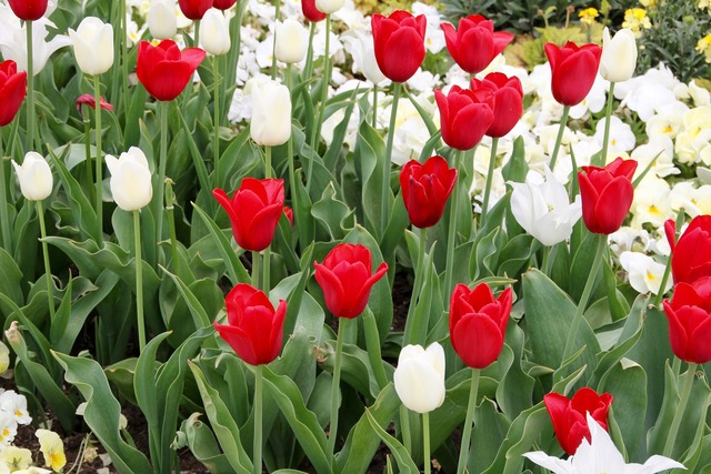 tulips-1405489_1920