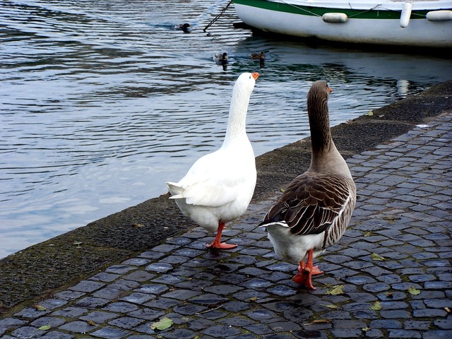 geese-2709757_1920