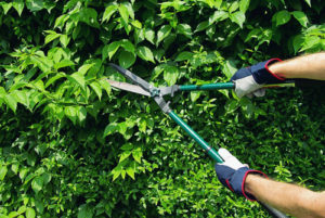 Disposizioni per il  taglio di piante e siepi, pulitura di terreni, taglio erba e ramaglie